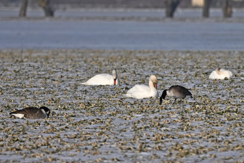 Branta canadensis