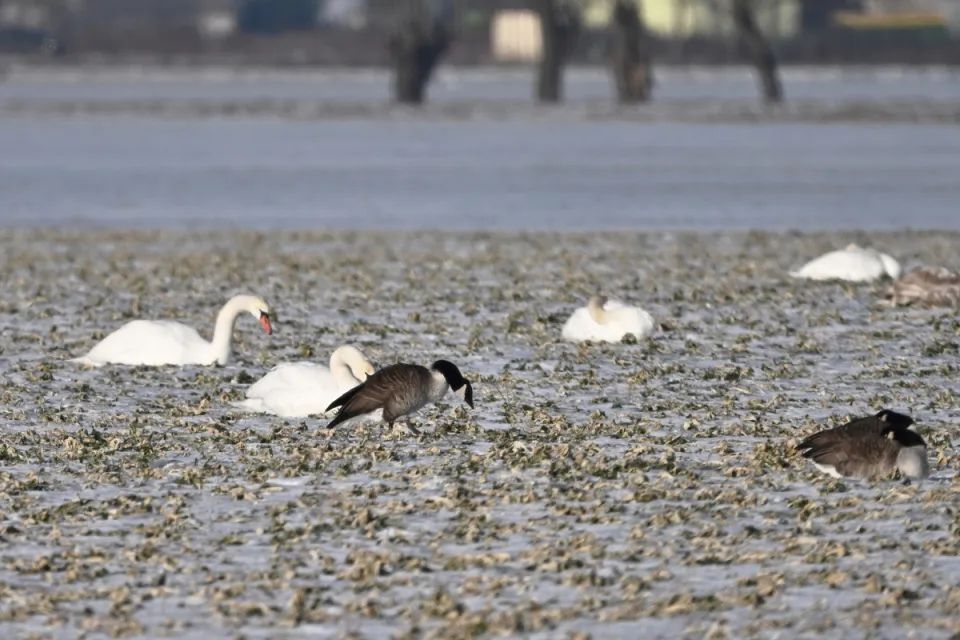 Branta canadensis