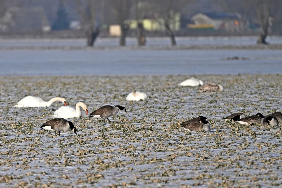 Branta canadensis