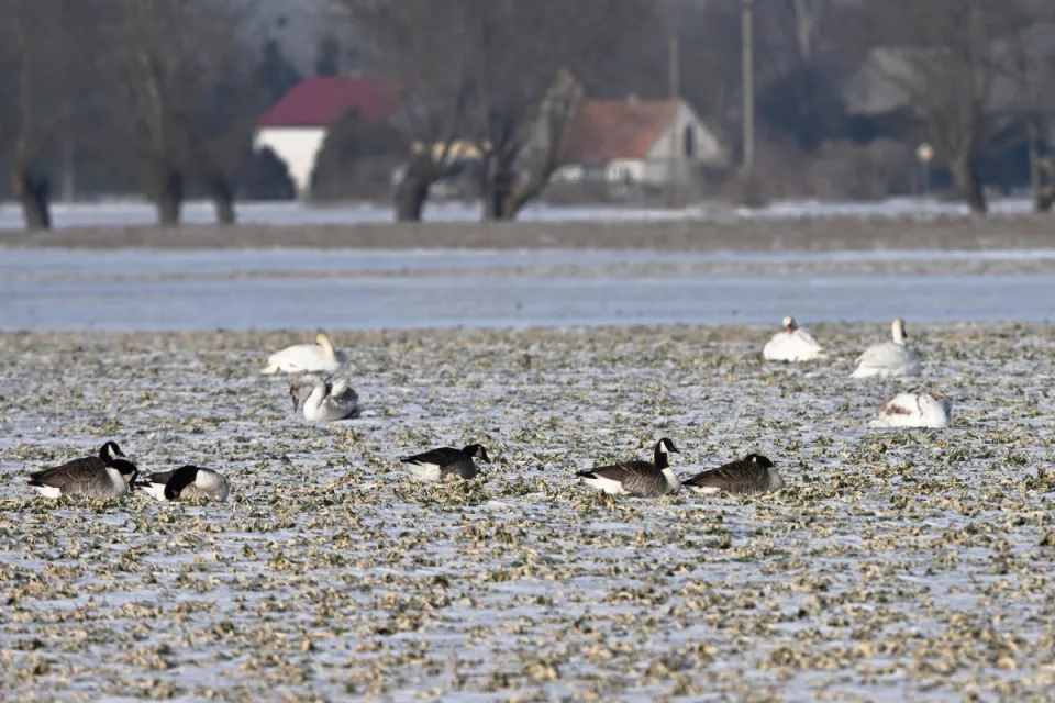 Branta canadensis