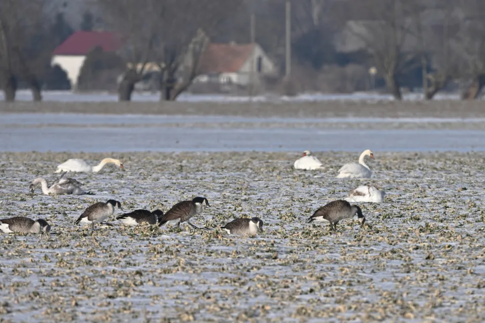 Branta canadensis