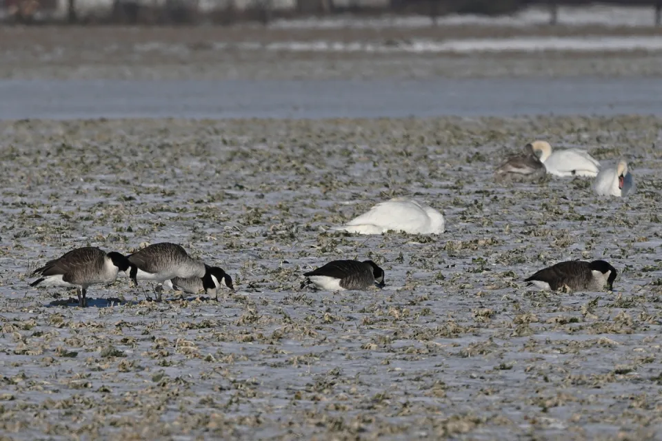 Branta canadensis