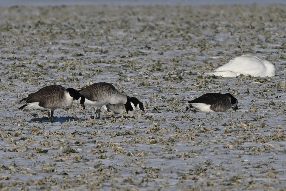 Branta canadensis