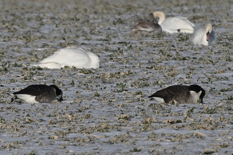Branta canadensis