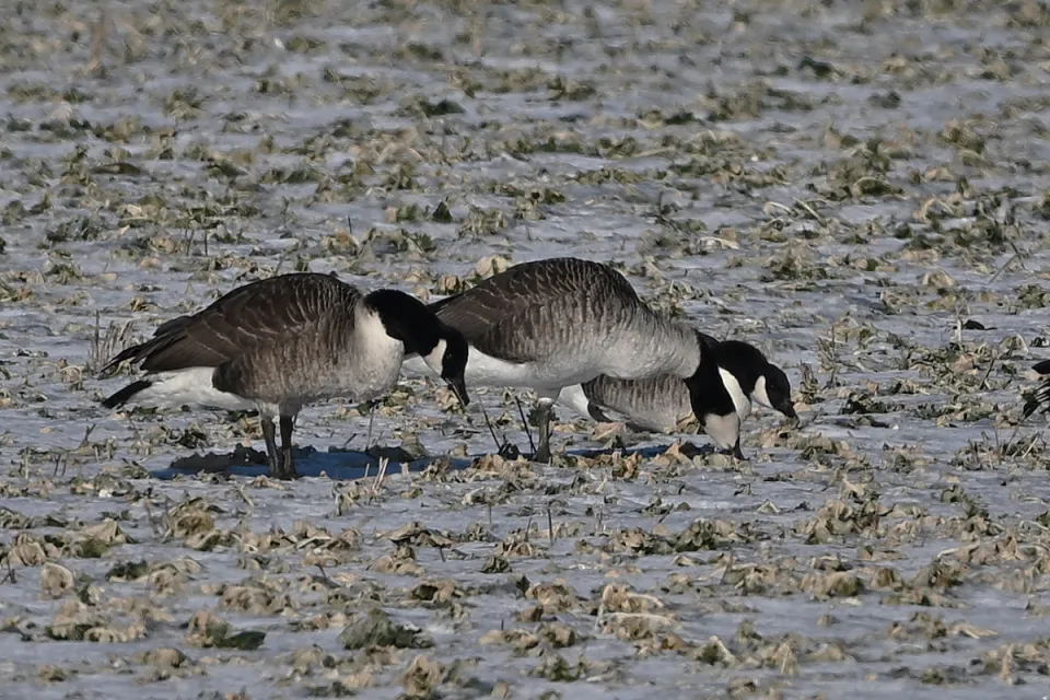 Branta canadensis