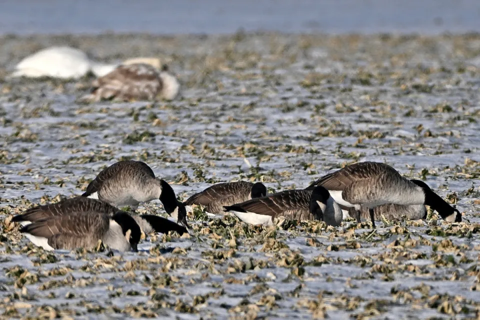 Branta canadensis