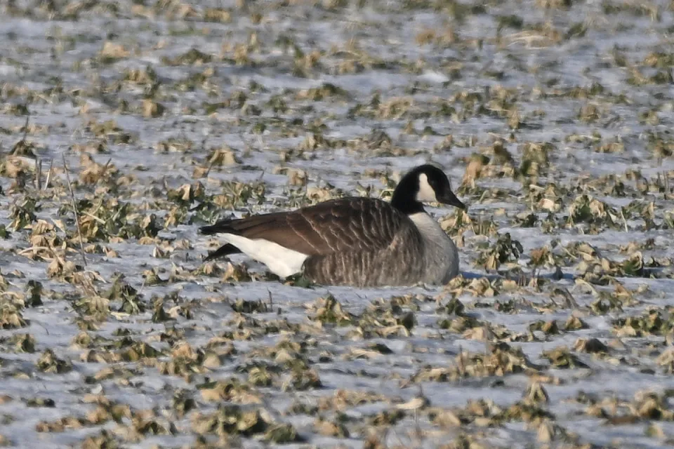 Branta canadensis