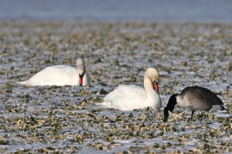 Branta canadensis