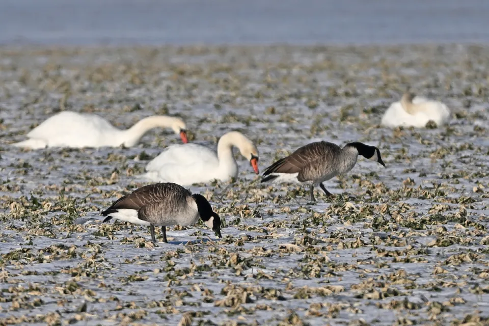 Branta canadensis
