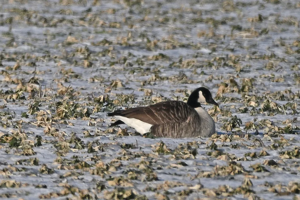 Branta canadensis