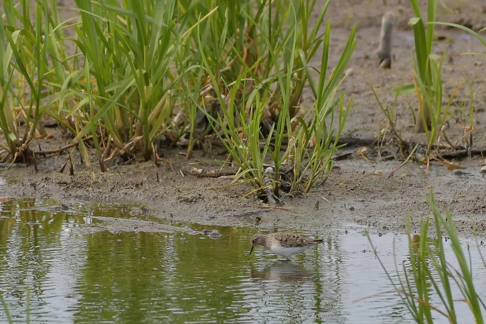 Calidris termminckii