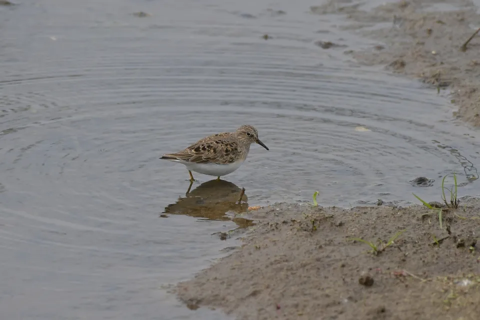 Calidris termminckii
