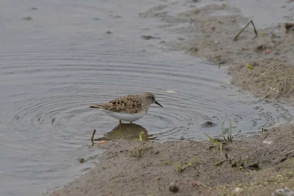 Calidris termminckii