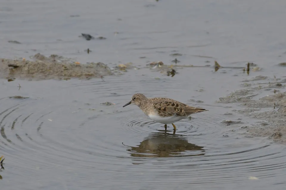 Calidris termminckii
