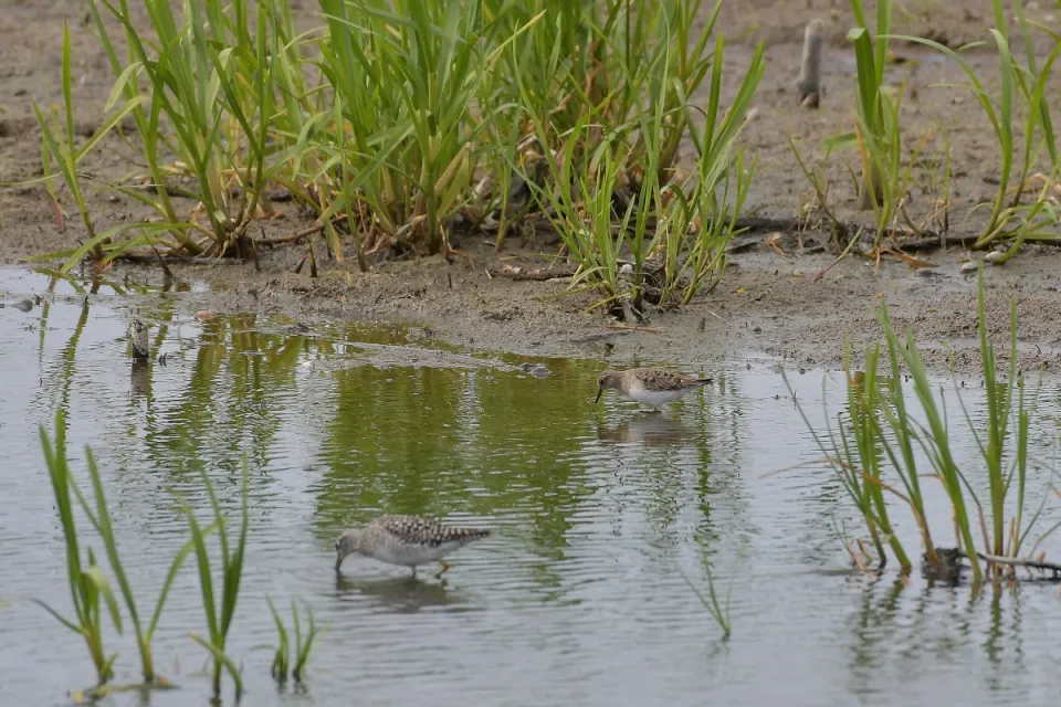 Calidris termminckii