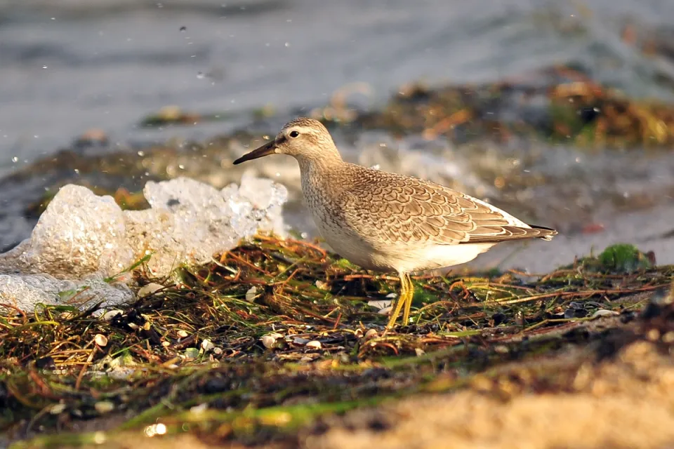 Calidris canutus