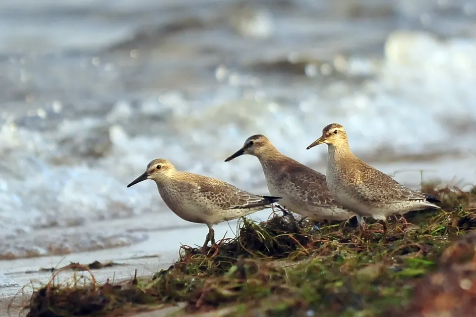 Calidris canutus