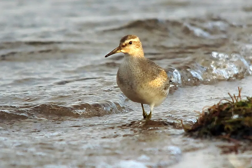Calidris canutus