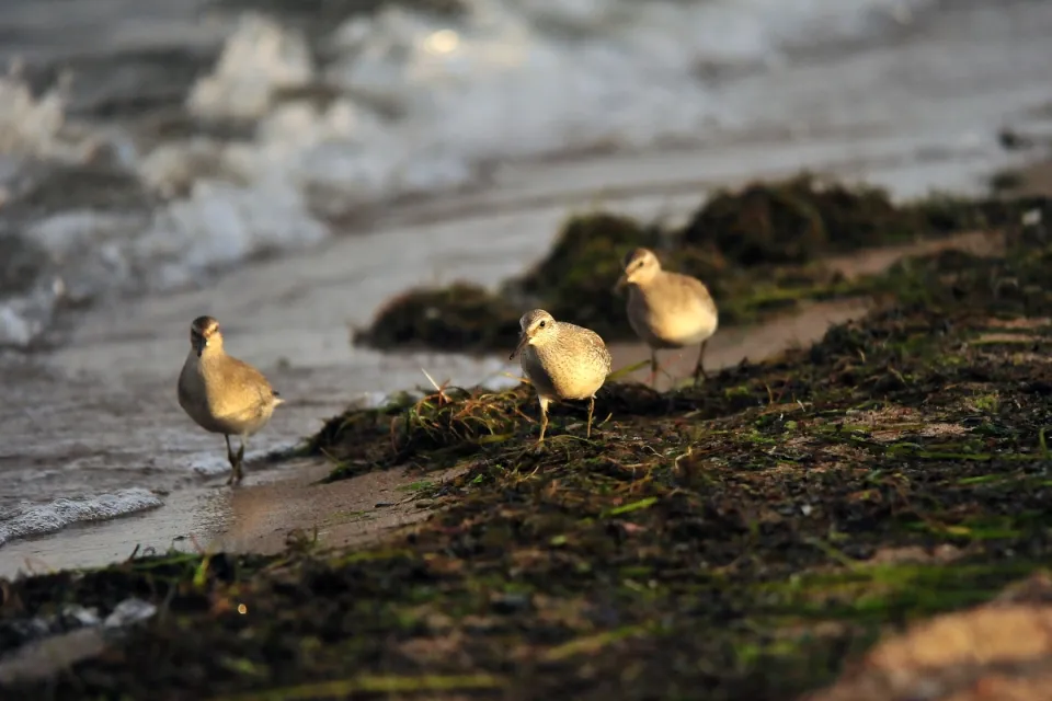 Calidris canutus