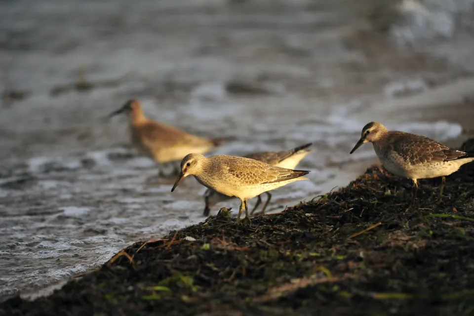 Calidris canutus