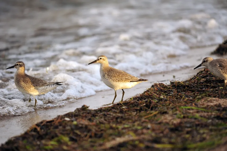 Calidris canutus