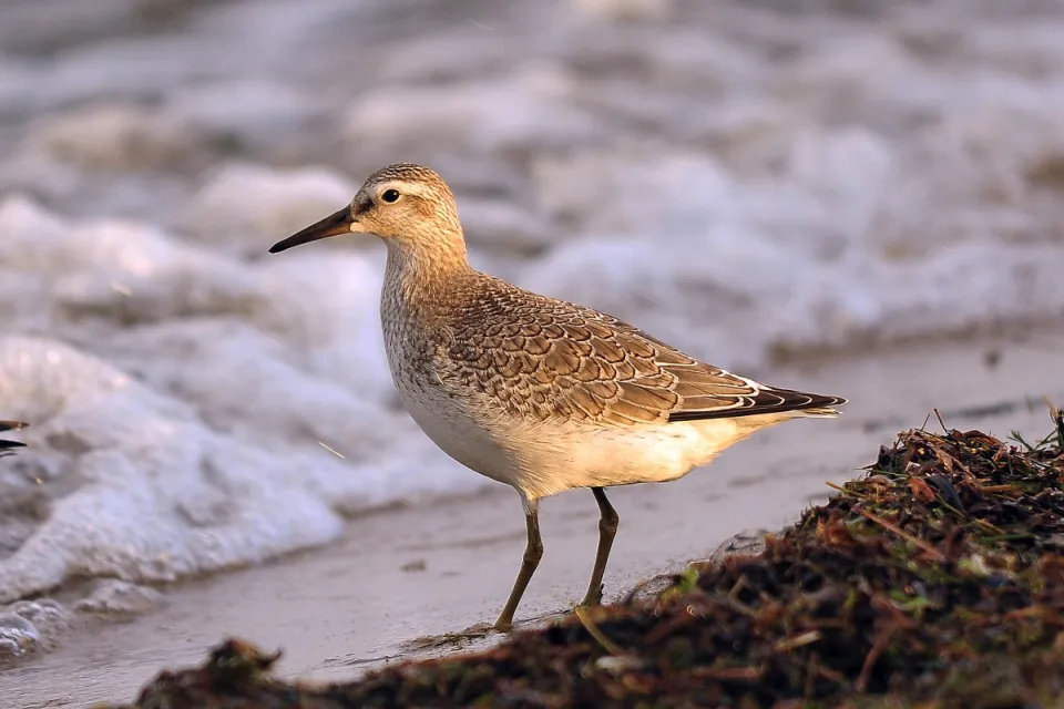 Calidris canutus
