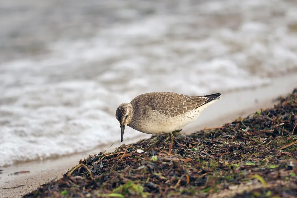 Calidris canutus
