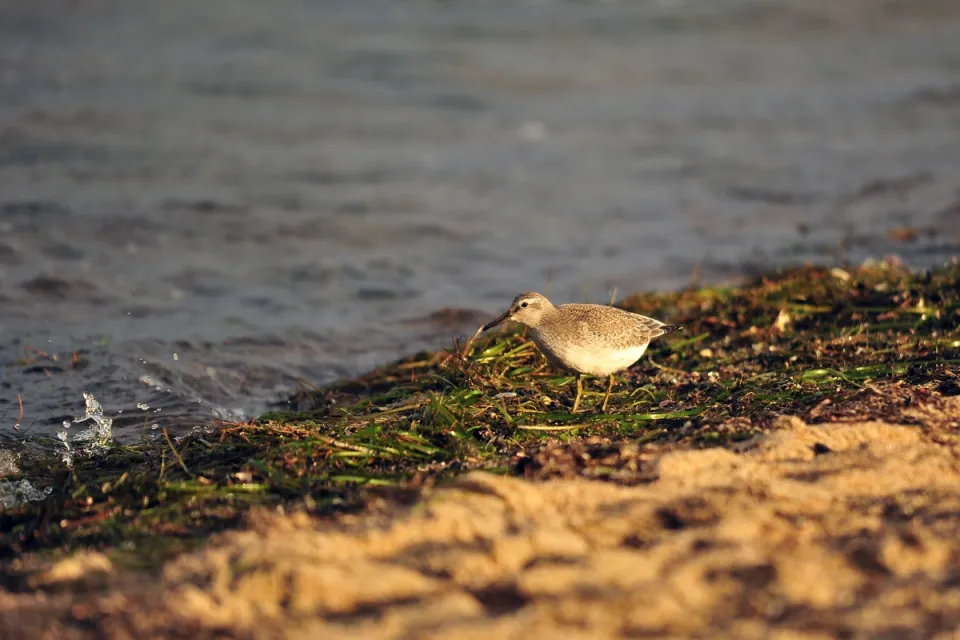 Calidris canutus