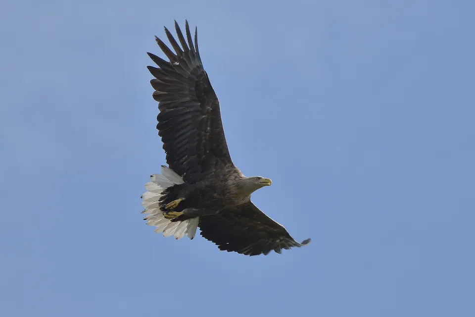 Bielik