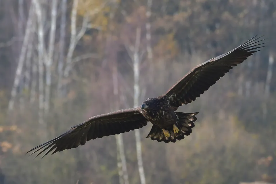 Haliaeetus albicilla