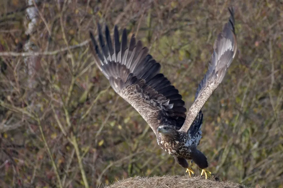 Haliaeetus albicilla