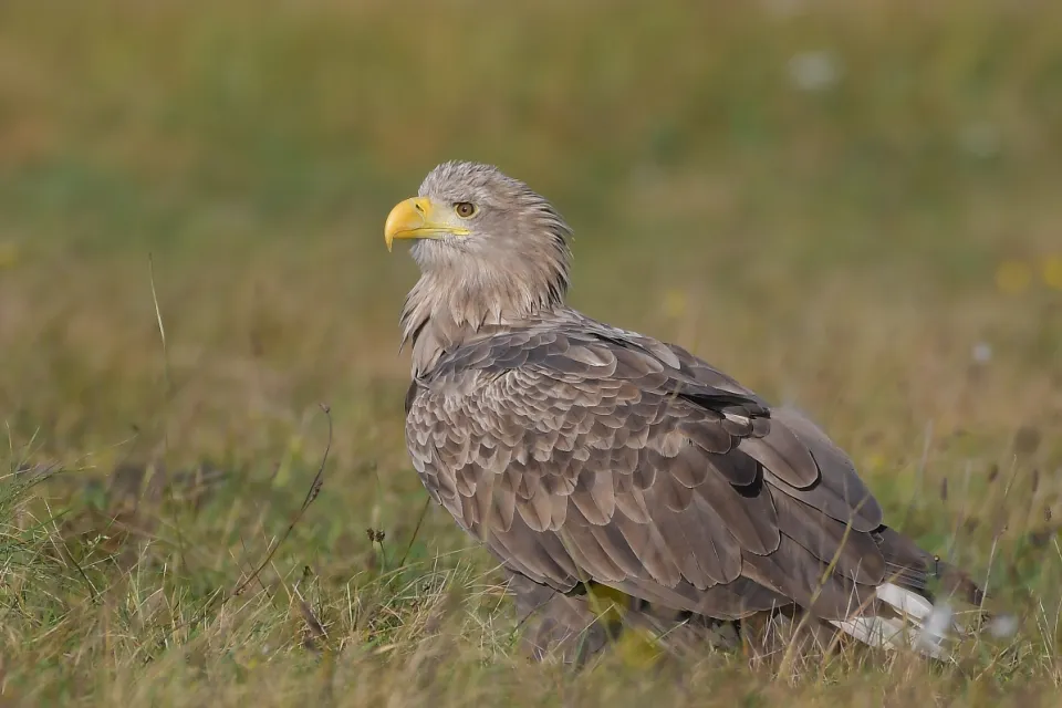 Haliaeetus albicilla