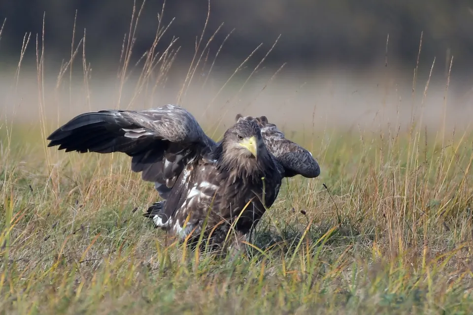 Haliaeetus albicilla