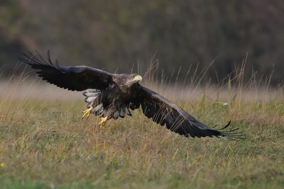 Haliaeetus albicilla