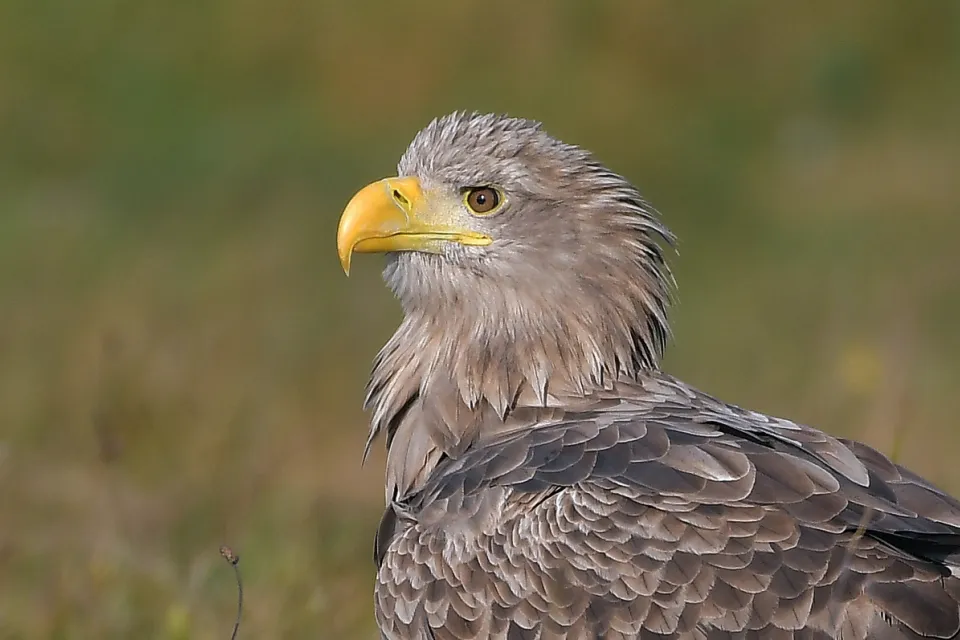 Haliaeetus albicilla