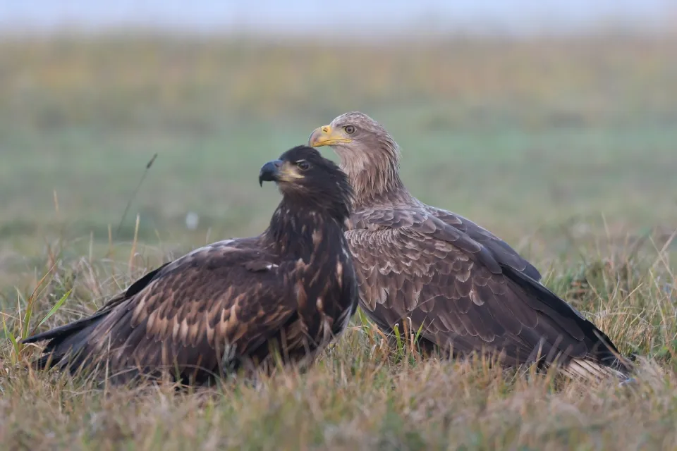 Haliaeetus albicilla