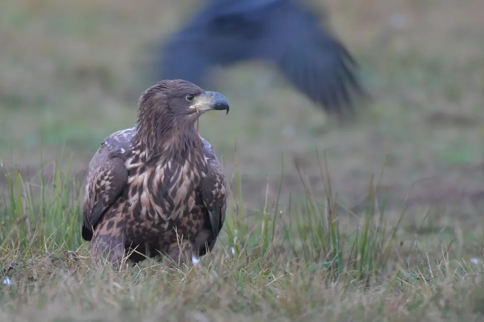 Haliaeetus albicilla