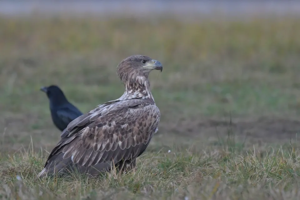 Haliaeetus albicilla