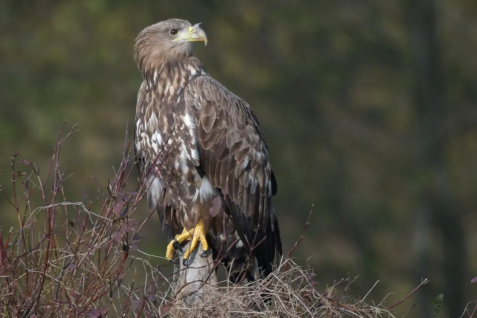 Haliaeetus albicilla