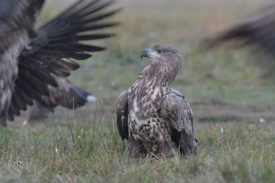 Haliaeetus albicilla