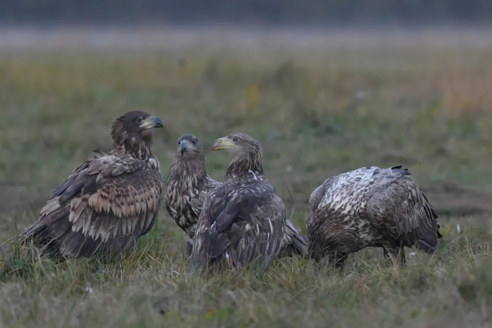 Haliaeetus albicilla