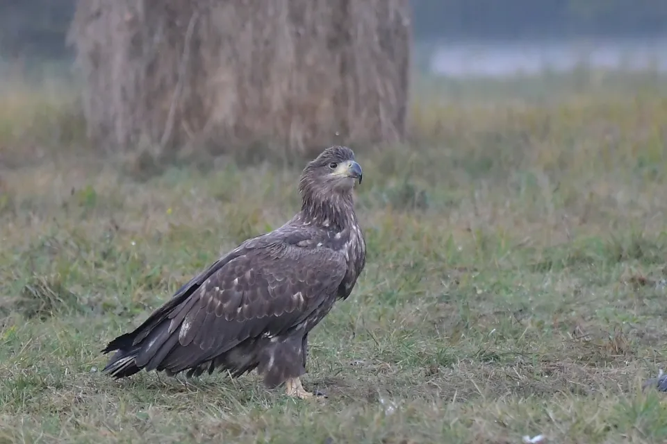 Haliaeetus albicilla