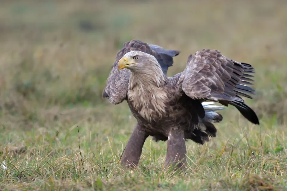 Haliaeetus albicilla