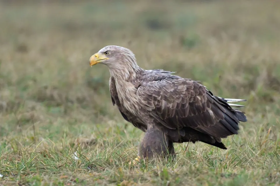 Haliaeetus albicilla