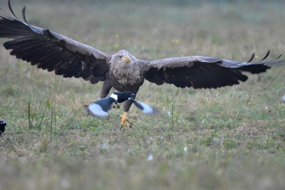 Haliaeetus albicilla