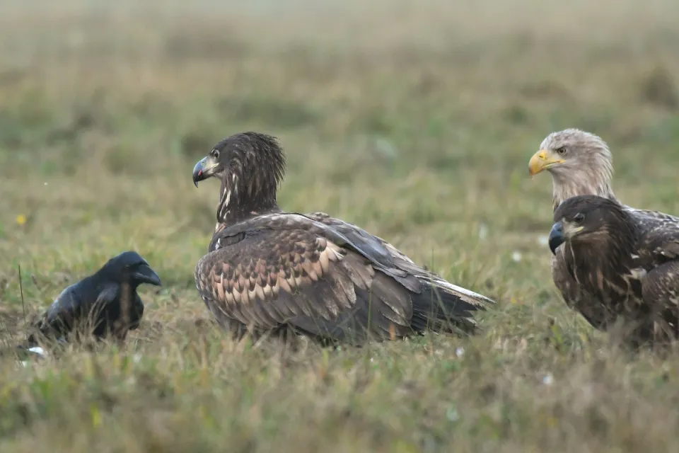 Haliaeetus albicilla