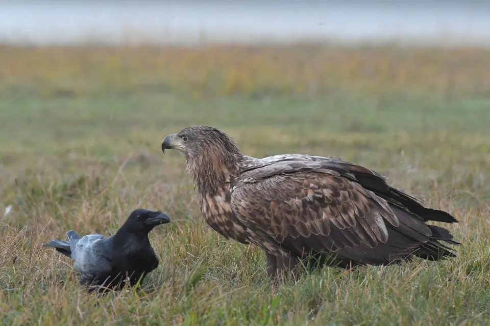 Haliaeetus albicilla