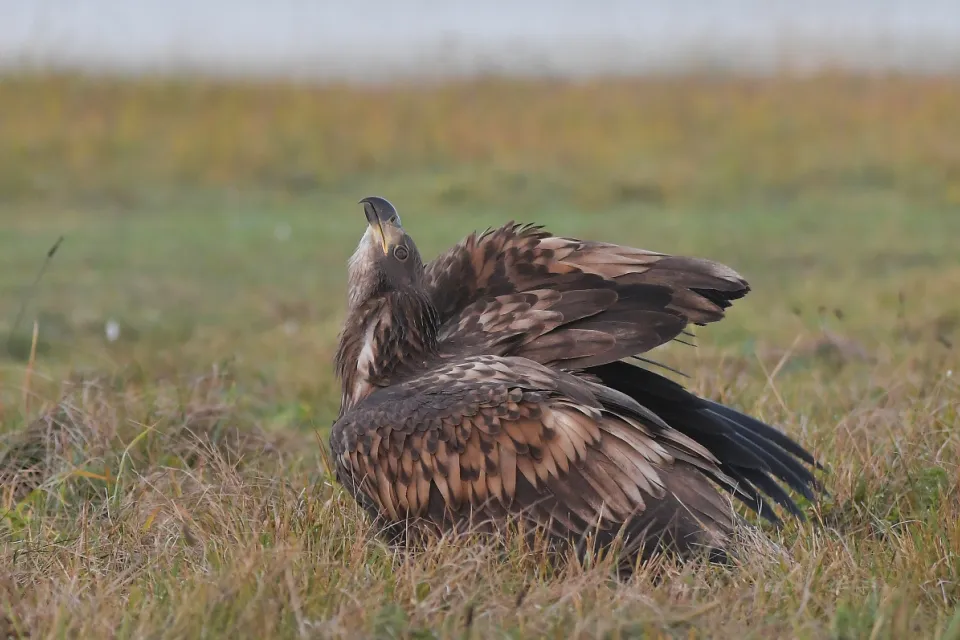 Haliaeetus albicilla