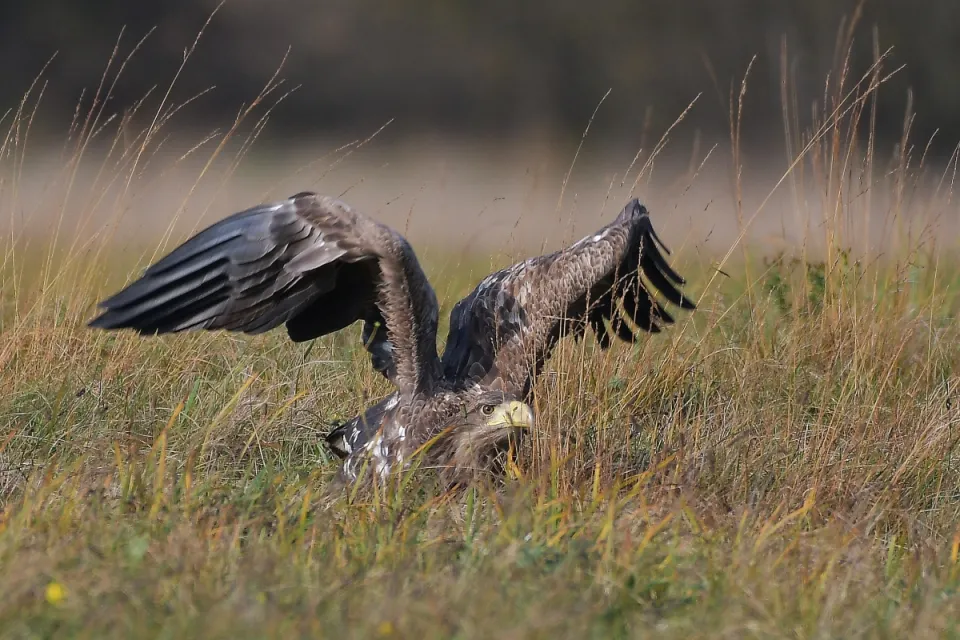 Haliaeetus albicilla