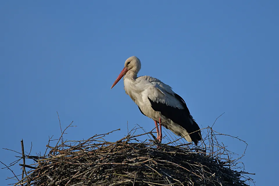 Ciconia ciconia